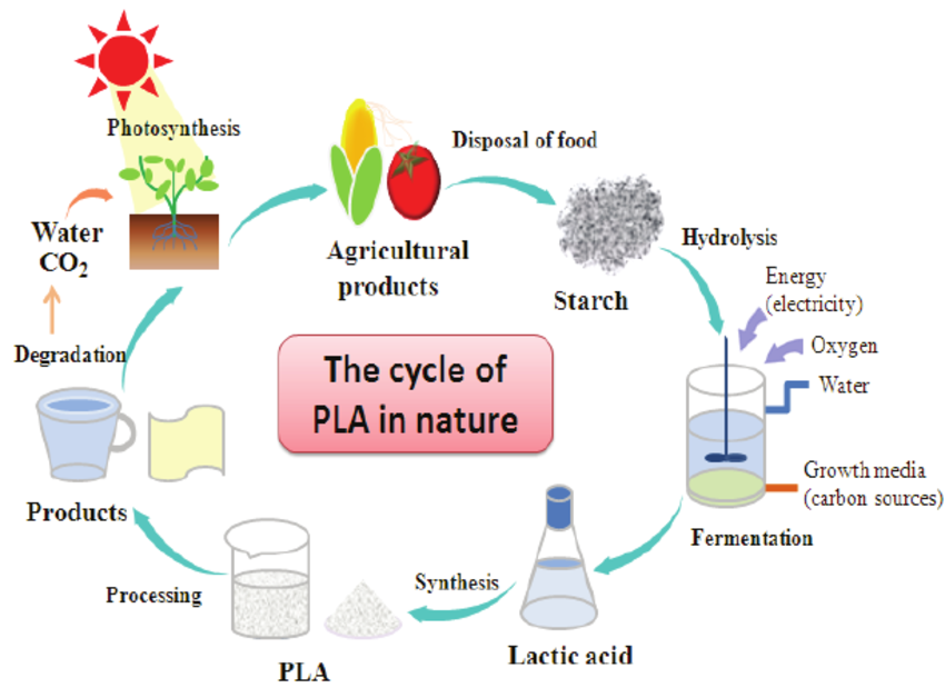 How Long Does PLA Take to Biodegrade PLA mất bao lâu để phân hủy sinh học